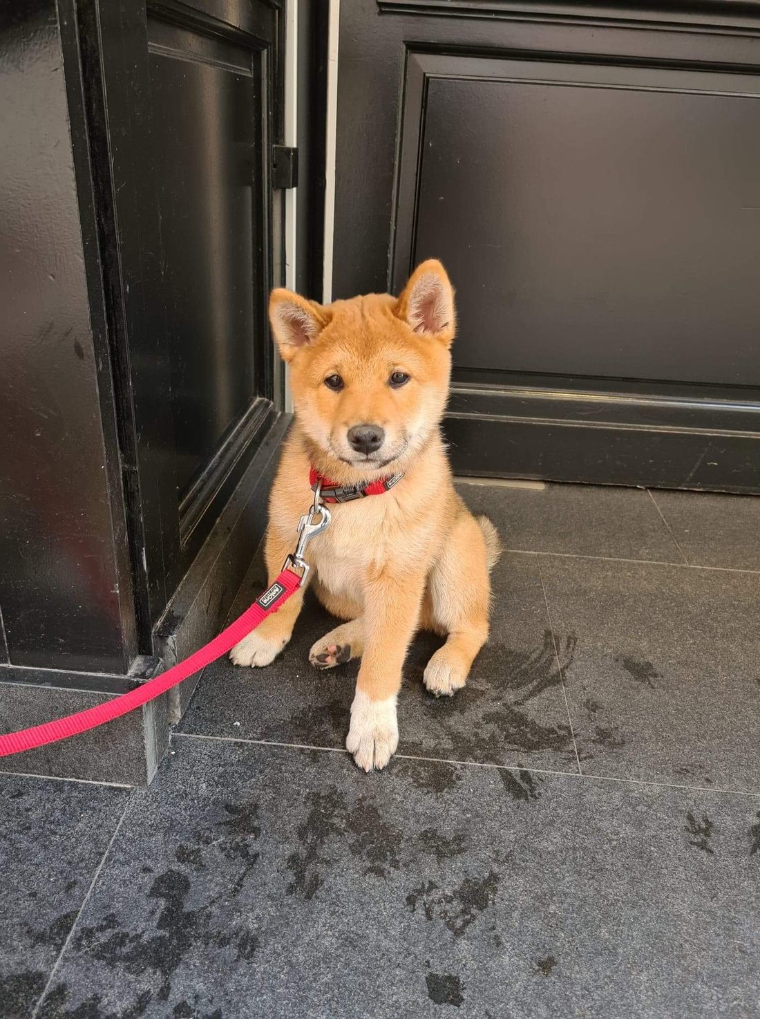 Shelby, la mascotte du restaurant